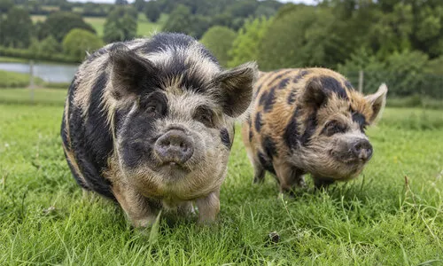 Kunekune varken verzorgen: voeding, huisvesting en tips