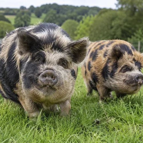 Kunekune varken verzorgen: voeding, huisvesting en tips