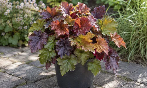 JUNAVERA Heuchera Indian Summer | Kleur voor tuin en terras