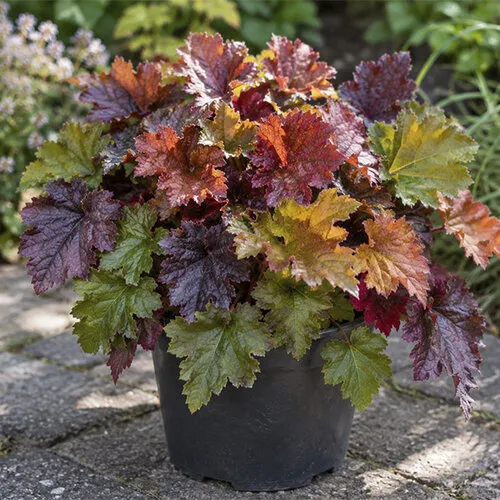 JUNAVERA Heuchera Indian Summer | Kleur voor tuin en terras