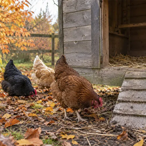 Bloedluis bestrijden in de herfst? Bescherm je kippen nu