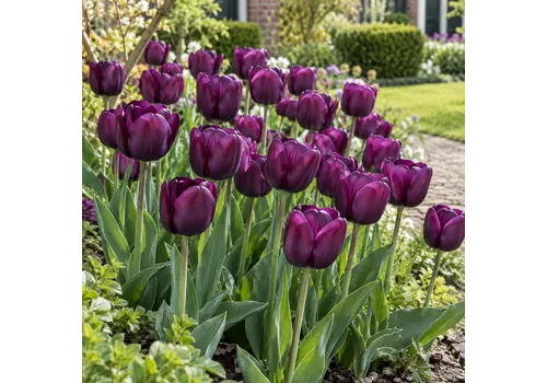 JUNAVERA Tulipa Negrita | 100 paarse tulpenbollen | 40 cm bloeihoogte