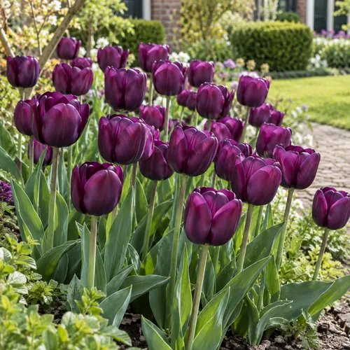 JUNAVERA Tulipa Negrita | 100 paarse tulpenbollen | 40 cm bloeihoogte