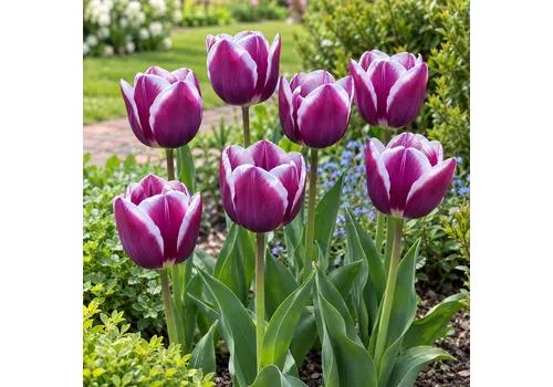 JUNAVERA Tulipa Triumph paarse tulp met witte randen | 7 bloembollen | 50 cm