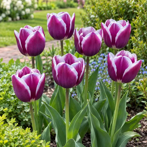 JUNAVERA Tulipa Triumph paarse tulp met witte randen | 7 bloembollen | 50 cm