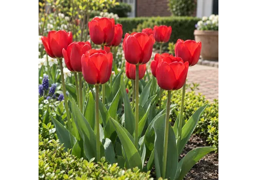 JUNAVERA Tulipa Triumph rode tulp | 8 bloembollen | 50 cm hoog