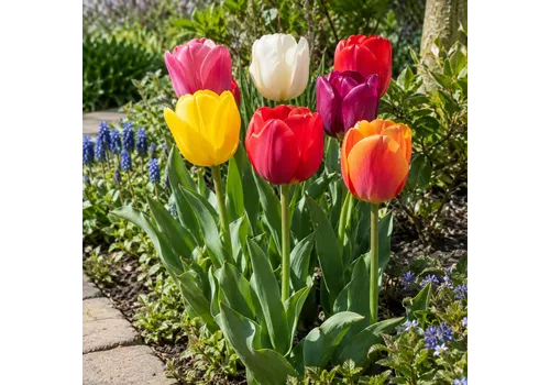 JUNAVERA Tulipa Triumph gemengde kleuren | 7 bloembollen | 50 cm hoog