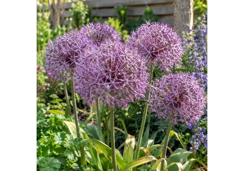 JUNAVERA Allium Christophii | 3 bloembollen | 50 cm hoog