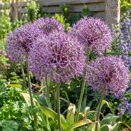 JUNAVERA Allium Christophii | 3 bloembollen | 50 cm hoog