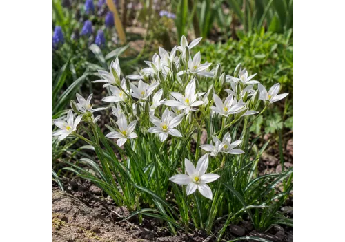 JUNAVERA Ornithogalum umbellatum wit | Gewone vogelmelk | 10 bloembollen | 25 cm hoog