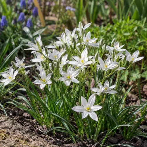 JUNAVERA Ornithogalum umbellatum wit | Gewone vogelmelk | 10 bloembollen | 25 cm hoog