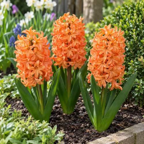 JUNAVERA Hyacinthus Orange | 3 bloembollen | 20 tot 30 cm hoog
