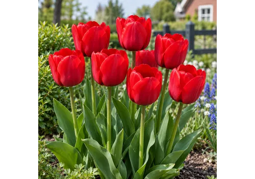 JUNAVERA Tulipa Darwin Hybrid | Rode tulp | 8 bloembollen | 50 cm hoog