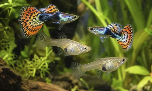 Guppy's verzorgen: aquarium, voeding, kweek en waterwaarden