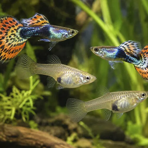 Guppy's verzorgen: aquarium, voeding, kweek en waterwaarden