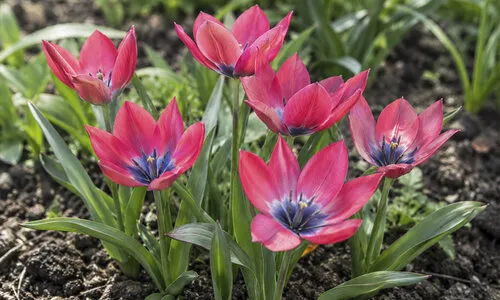 Tulipa Little Beauty in de spotlight | Nu extra voordelig