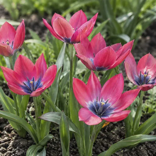 Tulipa Little Beauty in de spotlight | Nu extra voordelig