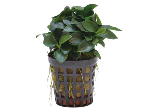 Aquafleur Anubias Nana Bonzai | Mini dwergspeerblad | 5 cm pot