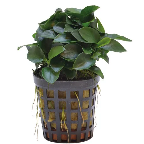 Aquafleur Anubias Nana Bonzai | Mini dwergspeerblad | 5 cm pot
